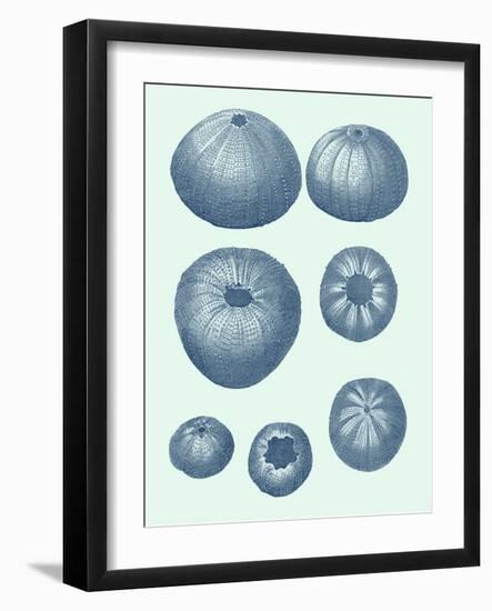 Coastal Curio V-Vision Studio-Framed Art Print