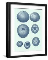 Coastal Curio V-Vision Studio-Framed Art Print