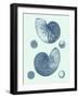 Coastal Curio VI-Vision Studio-Framed Art Print