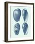 Coastal Curio VIII-Vision Studio-Framed Art Print