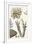 Gramercy White