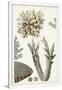 Gramercy White