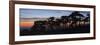 Coastal Cypress at Dusk, San Francisco, California-Anna Miller-Framed Photographic Print