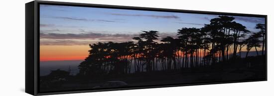 Coastal Cypress at Dusk, San Francisco, California-Anna Miller-Framed Stretched Canvas