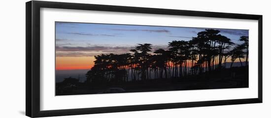 Coastal Cypress at Dusk, San Francisco, California-Anna Miller-Framed Photographic Print