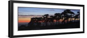 Coastal Cypress at Dusk, San Francisco, California-Anna Miller-Framed Photographic Print