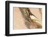 Coastal Dunes-Petra Meikle de Vlas-Framed Photographic Print