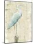 Coastal Egret I v2 no Aqua-Sue Schlabach-Mounted Art Print