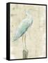 Coastal Egret I v2 no Aqua-Sue Schlabach-Framed Stretched Canvas