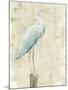 Coastal Egret I v2 no Aqua-Sue Schlabach-Mounted Art Print