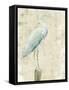 Coastal Egret I v2 no Aqua-Sue Schlabach-Framed Stretched Canvas