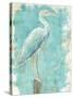 Coastal Egret I V2-Sue Schlabach-Stretched Canvas