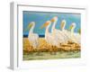 Coastal Flock I-Linda Baliko-Framed Premium Giclee Print