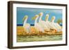 Coastal Flock I-Linda Baliko-Framed Art Print