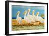 Coastal Flock I-Linda Baliko-Framed Art Print