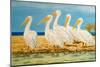 Coastal Flock I-Linda Baliko-Mounted Art Print