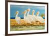 Coastal Flock I-Linda Baliko-Framed Art Print