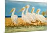 Coastal Flock I-Linda Baliko-Mounted Art Print