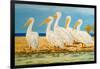 Coastal Flock I-Linda Baliko-Framed Art Print