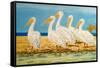 Coastal Flock I-Linda Baliko-Framed Stretched Canvas