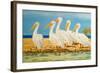 Coastal Flock I-Linda Baliko-Framed Art Print