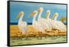 Coastal Flock I-Linda Baliko-Framed Stretched Canvas