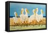 Coastal Flock II-Linda Baliko-Framed Stretched Canvas