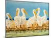 Coastal Flock II-Linda Baliko-Mounted Premium Giclee Print