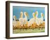 Coastal Flock II-Linda Baliko-Framed Art Print