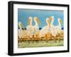 Coastal Flock II-Linda Baliko-Framed Art Print