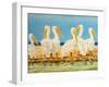Coastal Flock II-Linda Baliko-Framed Art Print
