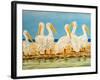 Coastal Flock II-Linda Baliko-Framed Art Print