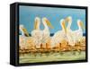 Coastal Flock II-Linda Baliko-Framed Stretched Canvas