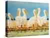 Coastal Flock II-Linda Baliko-Stretched Canvas