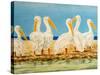 Coastal Flock II-Linda Baliko-Stretched Canvas