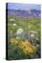 Coastal Flowers at Montara Beach, California-Vincent James-Stretched Canvas