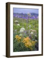 Coastal Flowers at Montara Beach, California-Vincent James-Framed Photographic Print