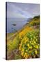 Coastal Flowerscape, Carmel-Vincent James-Stretched Canvas
