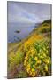 Coastal Flowerscape, Carmel-Vincent James-Mounted Photographic Print