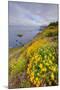 Coastal Flowerscape, Carmel-Vincent James-Mounted Photographic Print