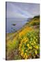 Coastal Flowerscape, Carmel-Vincent James-Stretched Canvas