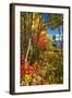 Coastal Forest Autumn Scenic, Maine-George Oze-Framed Photographic Print