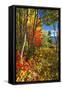 Coastal Forest Autumn Scenic, Maine-George Oze-Framed Stretched Canvas