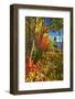 Coastal Forest Autumn Scenic, Maine-George Oze-Framed Photographic Print