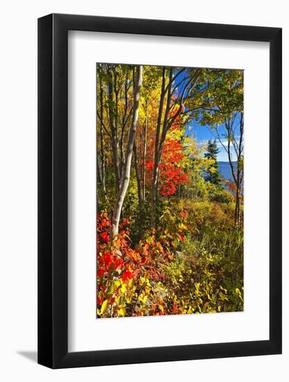 Coastal Forest Autumn Scenic, Maine-George Oze-Framed Photographic Print