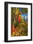 Coastal Forest Autumn Scenic, Maine-George Oze-Framed Photographic Print