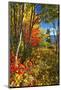 Coastal Forest Autumn Scenic, Maine-George Oze-Mounted Photographic Print