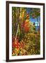 Coastal Forest Autumn Scenic, Maine-George Oze-Framed Photographic Print
