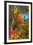 Coastal Forest Autumn Scenic, Maine-George Oze-Framed Photographic Print