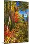 Coastal Forest Autumn Scenic, Maine-George Oze-Mounted Photographic Print